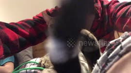 Albus the Bengal cat gets love from his owner while his sister watches enviously