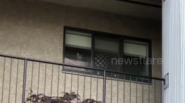 Ella the Bengal Cat waits patiently by the window while her dad walks home from work