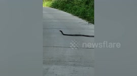 Curious snake holds up motorcycle riders as it slowly crosses road in forest