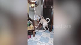Clingy dog stops owner from leaving house