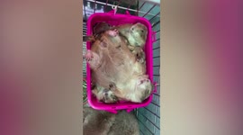 Four chubby prairie dogs lay over each other in basket while napping