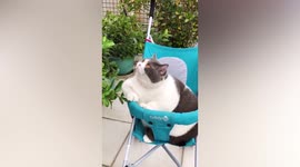 Fat cat struggles to squeeze into baby stroller