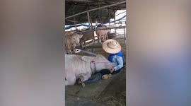 Loving farmer combs beautiful albino buffalo’s hair