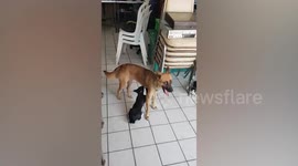 Hungry kitten suckles on female dog for milk