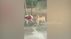 Brave dogs confront wild snake in garden