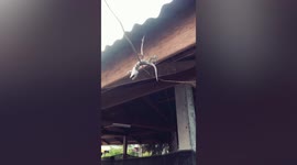 Gecko sleeps upside down in bizarre position