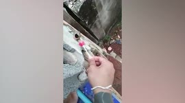 Gecko aggressively bites off lollipop