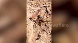 Wasp drags dead spider five times its size