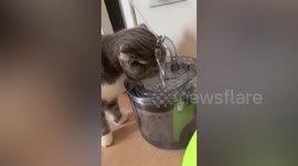 Cat sticks head beneath tap to drink water