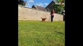 'Working Cocker Spaniels' Impressive Hoop Tricks Will Leave You Stunned
'