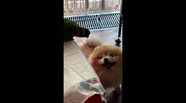 This pet dog and bird are hilariously cute 'frenemies'