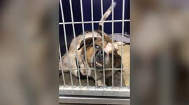 Hilariously woozy drugged-up pets that have just come out of surgery in Texas