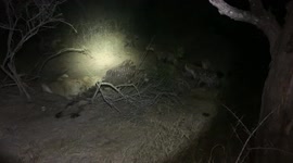 Remarkable moment hyenas gang up on lions to steal their kill