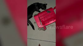 Real-life Tom and Jerry situation as cat and rat battle for supremacy in US
