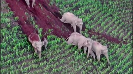 Asian elephant herd slide down into cornfield and damage crops in China