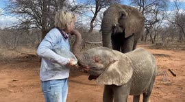 Orphaned baby albino elephant, Khanyisa, receives a milk bottle from HERD founder, Adine Roode