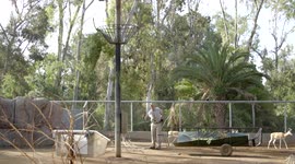Standing at 6-Feet Tall, These 4-Day-Old Giraffe is a Thing of Beauty