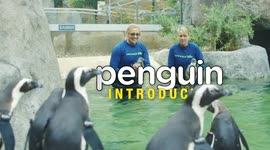 Two New Additions To This Penguin Colony Mean More Fun for All!