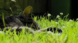 During a Hot Day in July, a Cat Snoozes in a Devon Garden in the Midday Sun