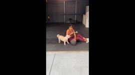 'Manchego the pup just wants to play!' Pup in Los Angeles wants to play while mom tries to work out