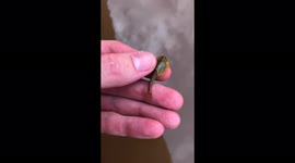 Man finds species of shrimp that are considered 'living fossils' in Arizona, US
