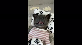 'What do dogs dream?' French bulldog in Hungary