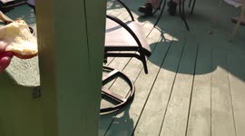 Grey Squirrel Comes on Backyard Deck and Takes Bread and Eats It Cute Animals
