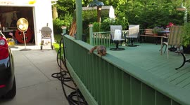 Grey Squirrel Comes Very Close on Backyard Deck and Takes Hamburger Bun Bread Almost from My Hand Cute Animals