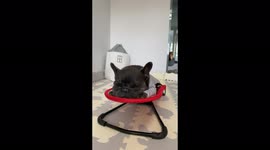French bulldog hilariously sleeps while bouncing in baby chair