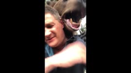 Affectionate tame bear hugs and licks his owner in Russian forest