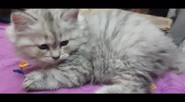 Beautiful Kitty Carla On Bed