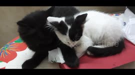 Black Kitten Jhoney Sleeps Like Angle