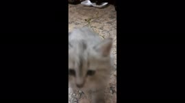 Carla Kitten 1st Day At Home