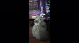 Carla Kitten Accompany Owner When He plays Aion Game
