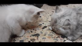 Carla Kitten Eats Morning Fishes