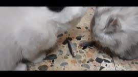 Carla Kitten Engaged In Fish Contest