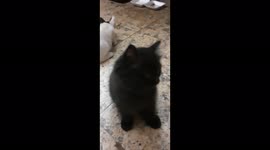 Carla Kitten Interuppted Brother Jhoney While Owner Play Game