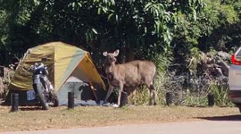 Deer steals food from tourist camp site in Thailand