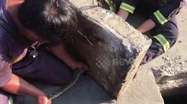Kind rescuers save python stuck in concrete manhole cover in Thailand