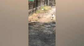 Poodle playfully races with wild monitor lizard in a house