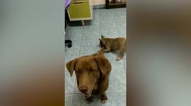 Naughty French bulldog annoys bigger pooch by biting tail