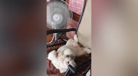 Pet poodle cools off in front of electric fan on hot afternoon in Thailand
