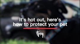 With Temps Rising, Here’s How You Can Protect Your Pet!