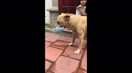 Funny dog tries to escape from mask when being forced to wear mask by children