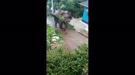 A wild jumbo took a morning walk in the streets of a village in South India.
