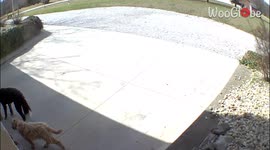 'Adorable Porch Pirates Caught Stealing in Broad Daylight '