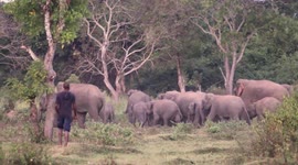 Herd of elephants spotted looking for food in Sri Lanka