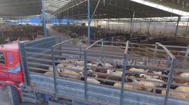 Gazans buy livestock to sacrifice ahead of Eid al-Ahda feast