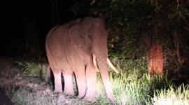 Elephants stroll on busy road in Sri Lanka