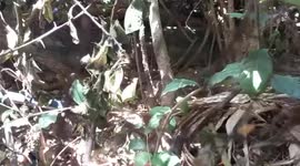 Wild monitor lizard grapples with animal rescue team in Thailand